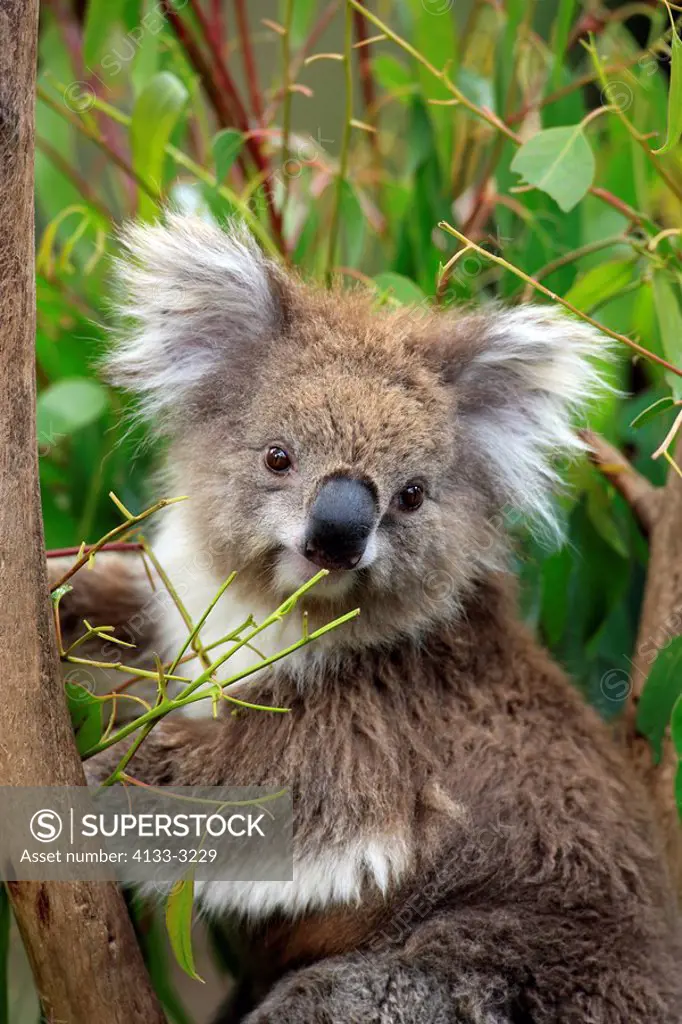 Koala,Phascolarctos cinereus,Australia,adult portrait feeding Eucalyptus on tree