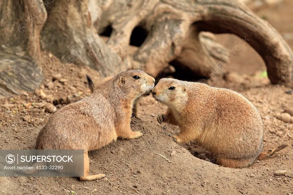 Black Tailed Prairie Dog, Cynomys ludovicianus, North America, adult couple