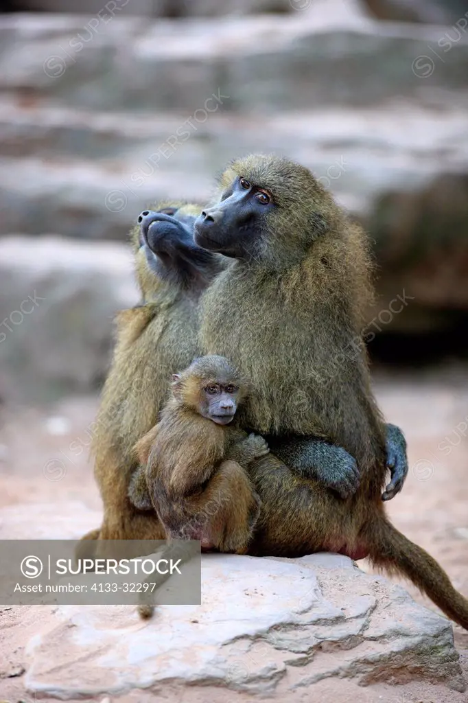Guinea Baboon, Papio papio, Western Africa, Africa, young with two adult females