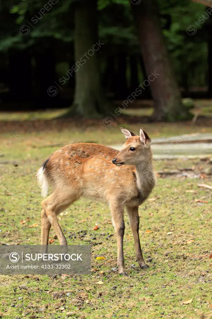 Sika Deer, Cervus nippon, Asia, young