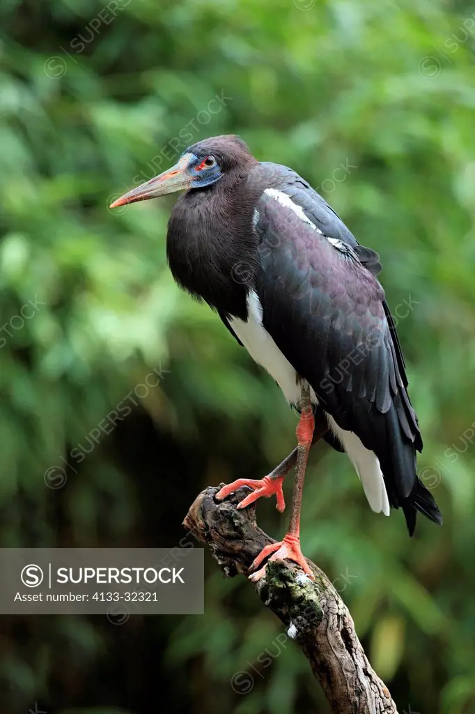 Abdim´s Stork, Ciconia abdimii, Africa, adult on branch
