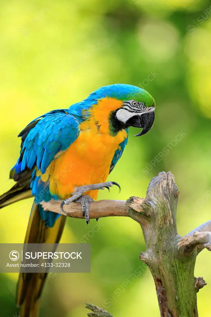 Blue and Yellow Macaw, Ara ararauna, South America, adult on branch