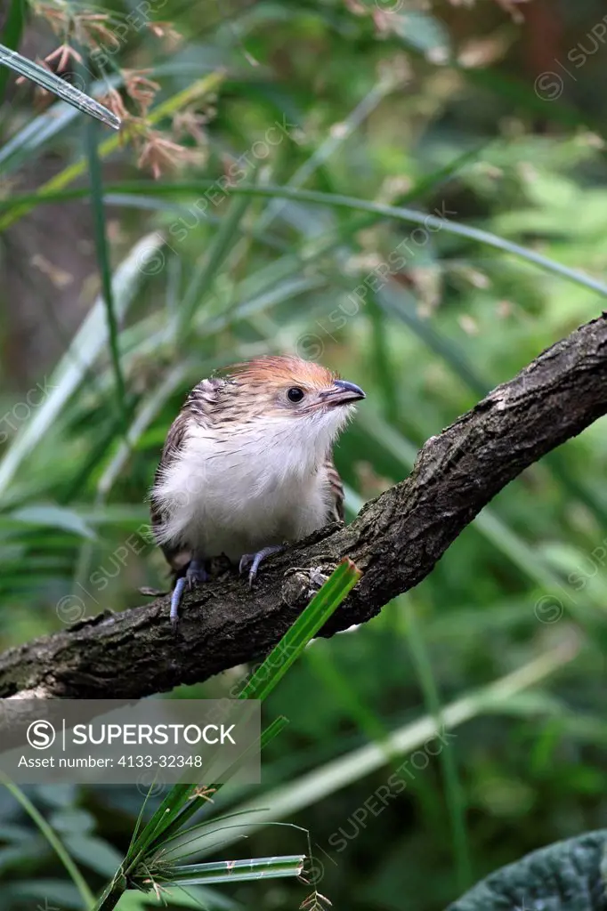 Guira Cuckoo, Guira guira, South America, young on tree