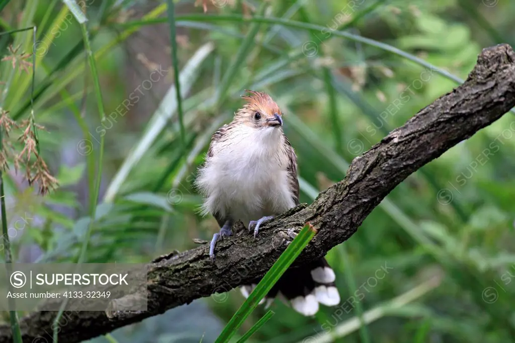 Guira Cuckoo, Guira guira, South America, young on tree