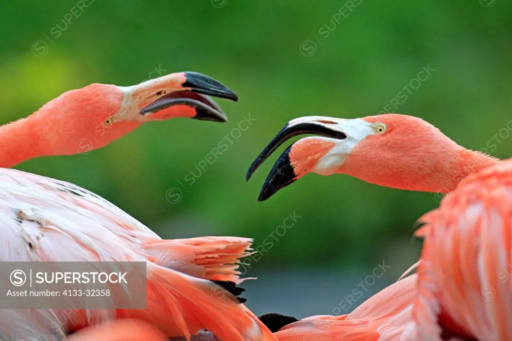 American Flamingo, Phoenicopterus ruber ruber, South America, adult couple portrait