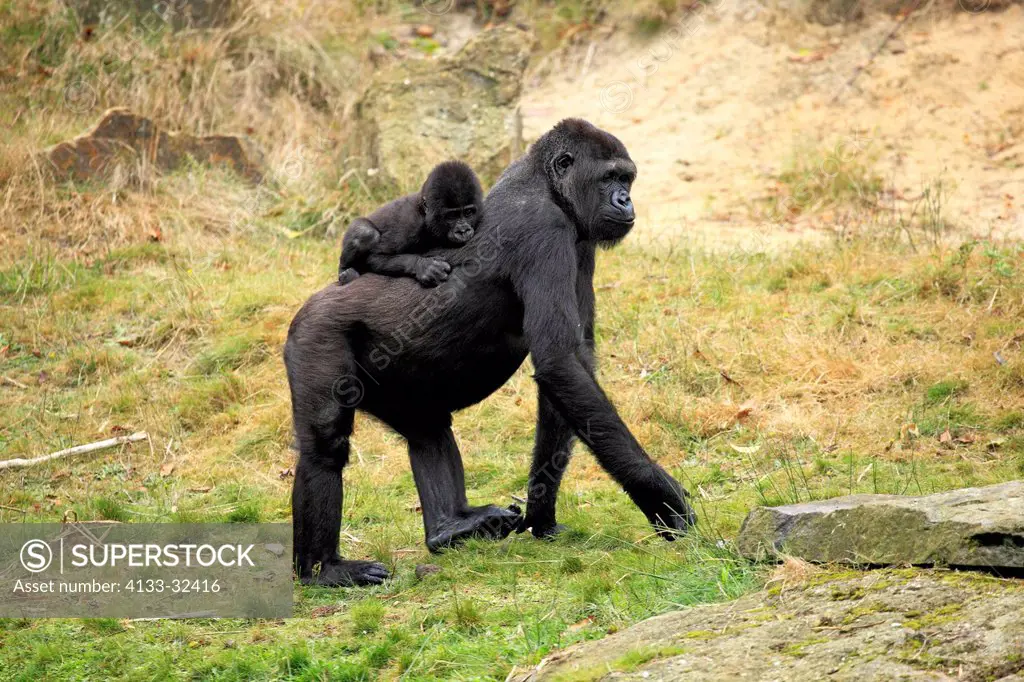 Lowland Gorilla,Gorilla gorilla, Africa, adult female with young on mother's back