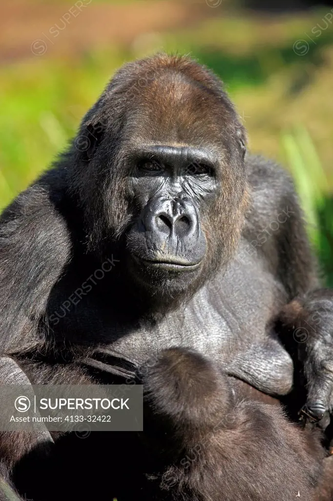Lowland Gorilla,Gorilla gorilla, Africa, adult female with young suckling