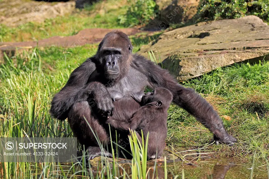 Lowland Gorilla,Gorilla gorilla, Africa, adult female with young suckling
