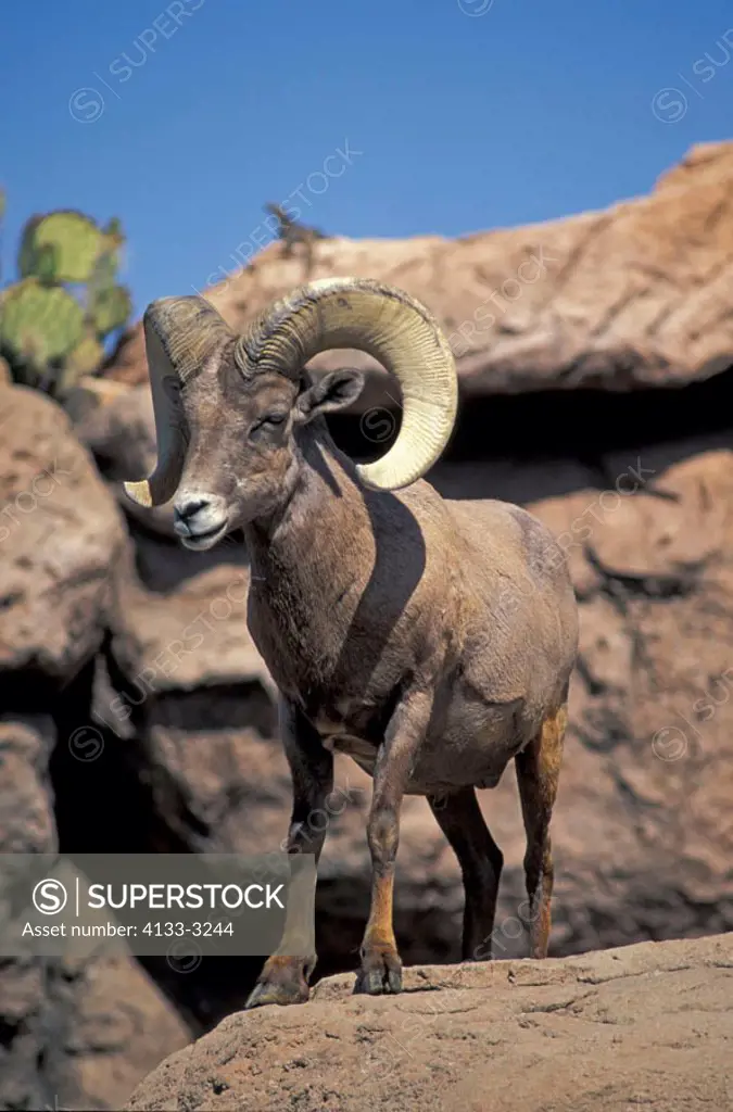 Bighorn Sheep Ovis canadensis Sonora Desert Arizona USA