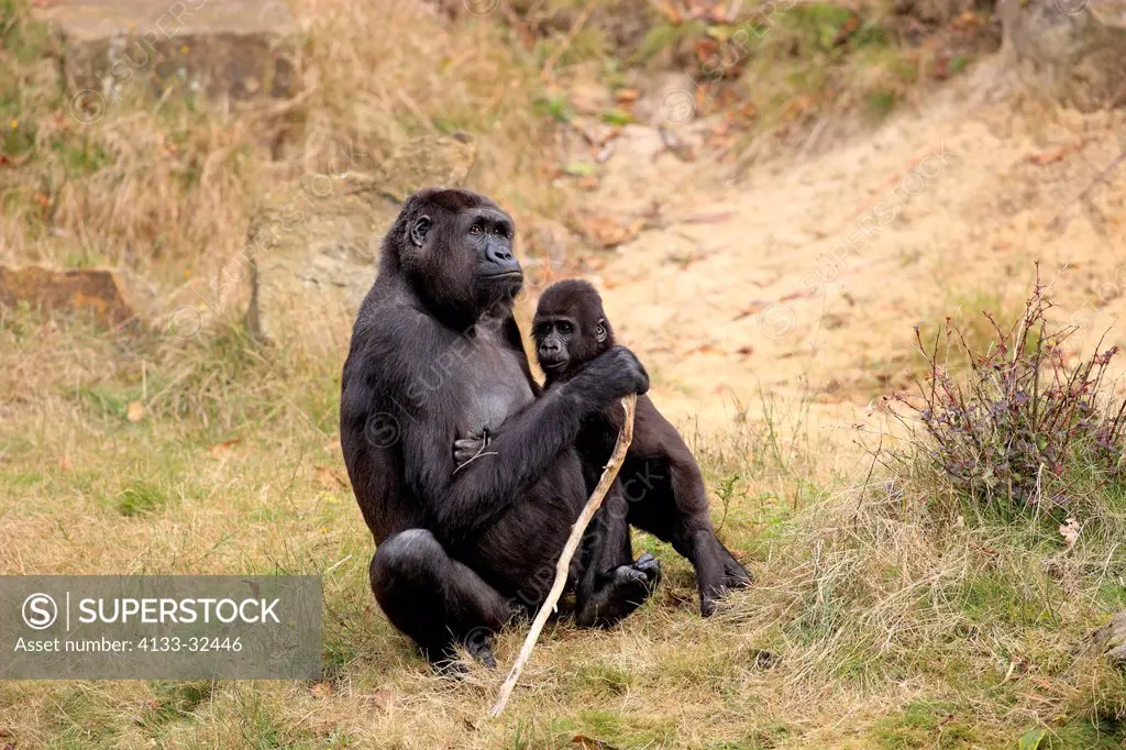 Lowland Gorilla,Gorilla gorilla, Africa, adult female with young