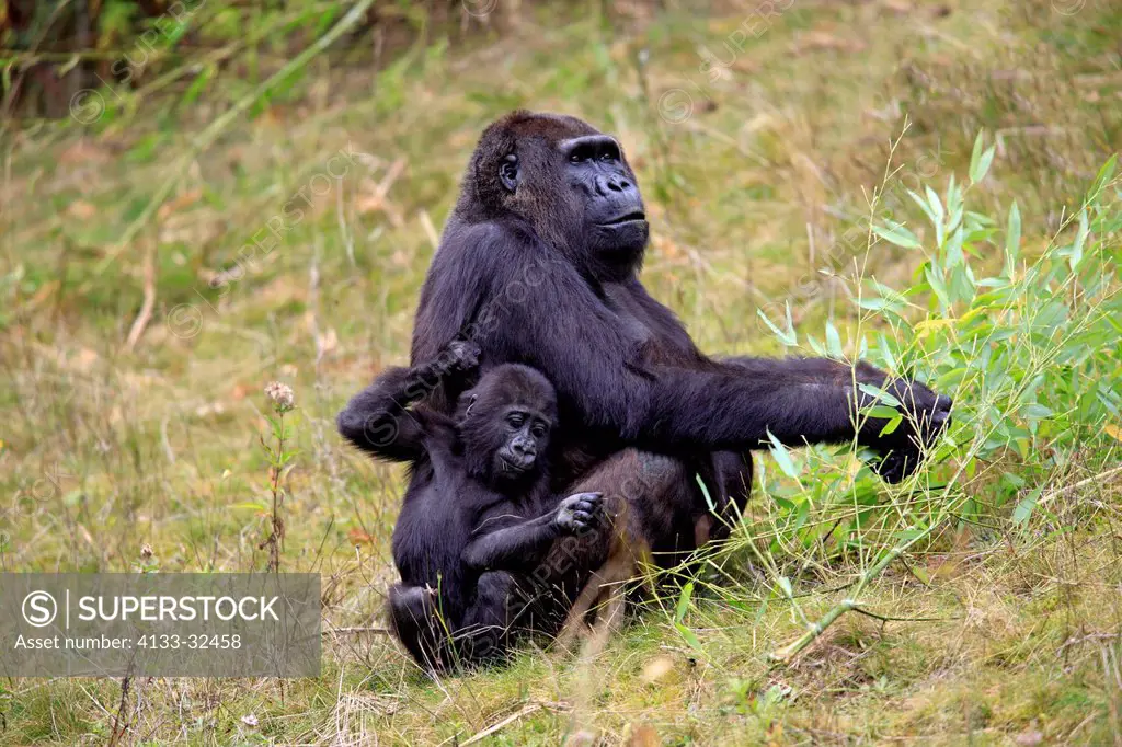 Lowland Gorilla,Gorilla gorilla, Africa, adult female with young feeding