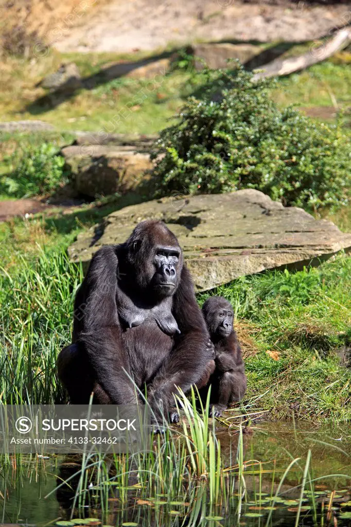 Lowland Gorilla,Gorilla gorilla, Africa, adult female with young at water