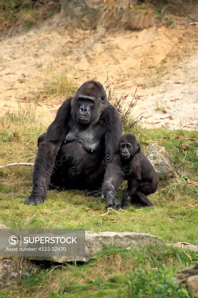 Lowland Gorilla,Gorilla gorilla, Africa, adult female with young