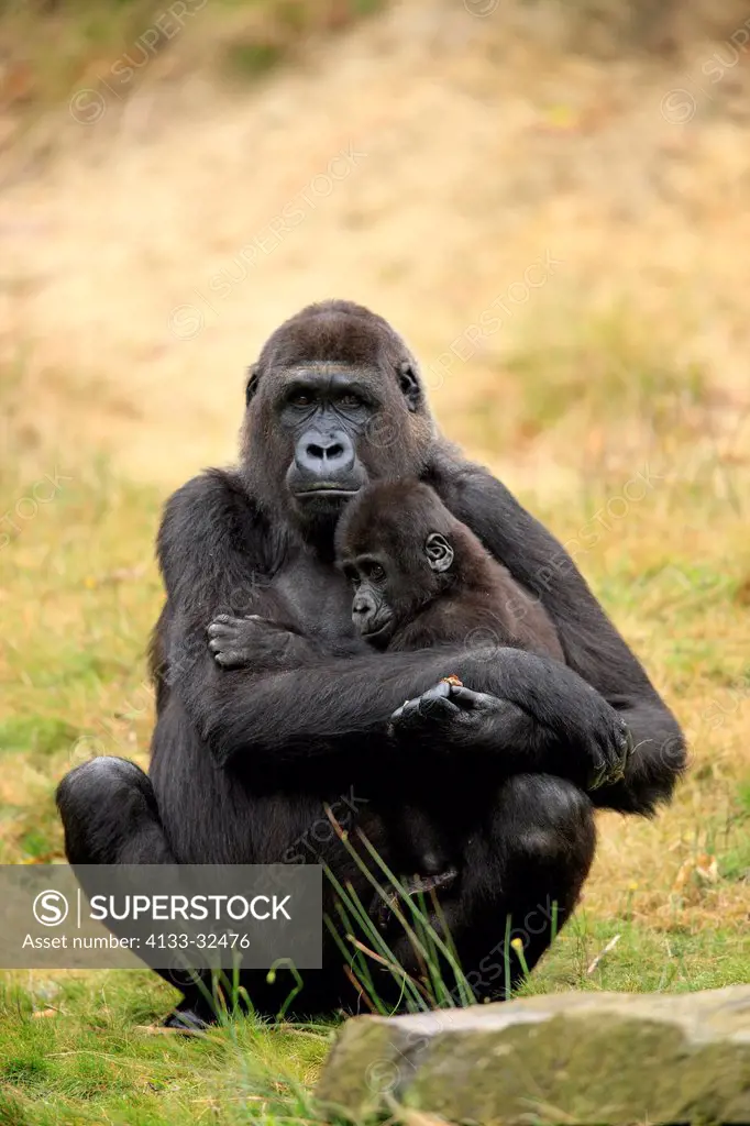 Lowland Gorilla,Gorilla gorilla, Africa, adult female with young