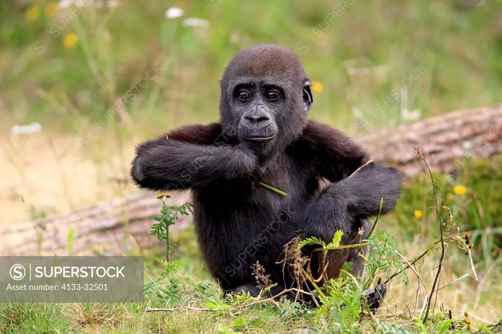 Lowland Gorilla,Gorilla gorilla, Africa, young feeding