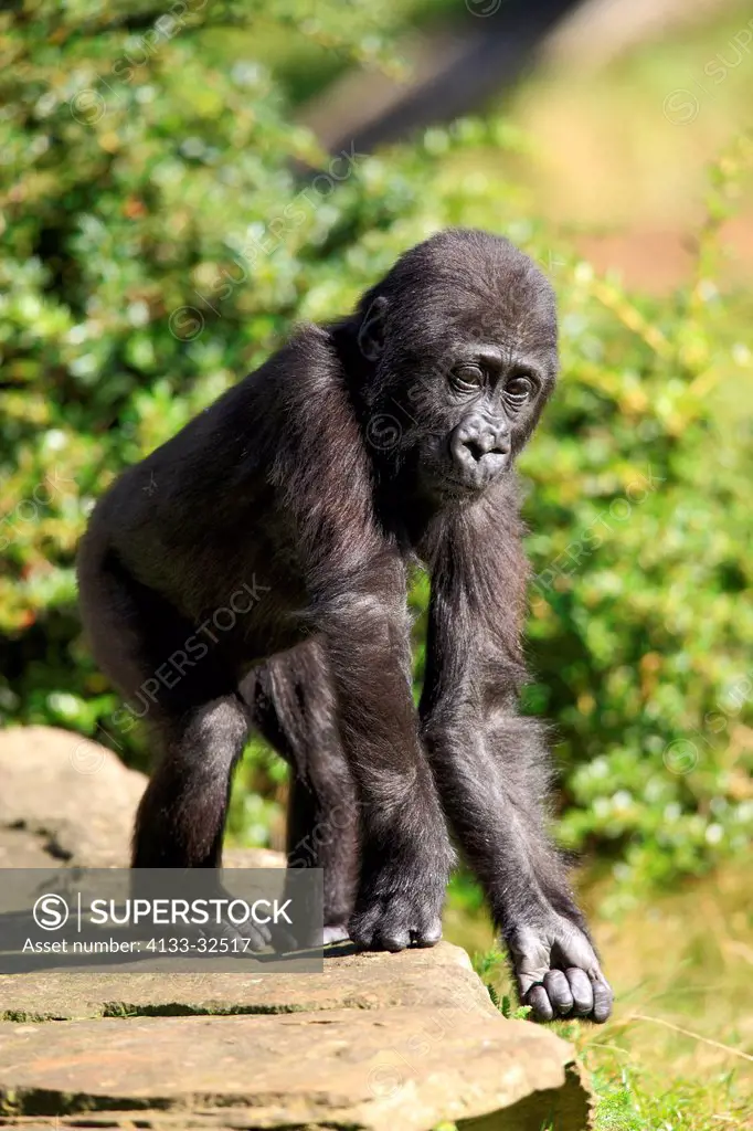 Lowland Gorilla,Gorilla gorilla, Africa, young