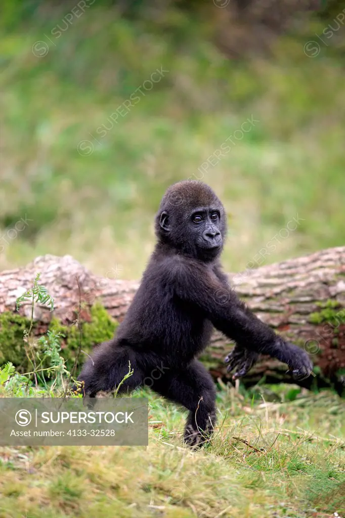 Lowland Gorilla,Gorilla gorilla, Africa, young activ