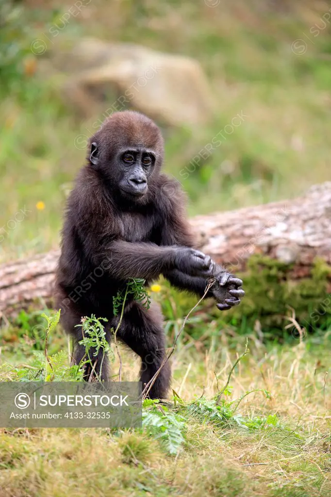 Lowland Gorilla,Gorilla gorilla, Africa, young