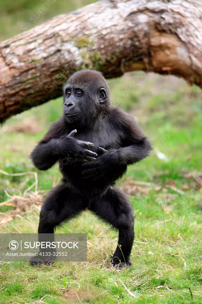 Lowland Gorilla,Gorilla gorilla, Africa, young clapping hands