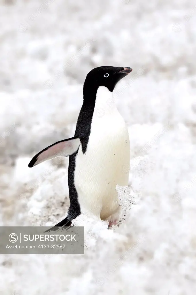 Adelie Penguin, (Pygoscelis adeliae), Antarctica, Devil Island, adult walking in snow