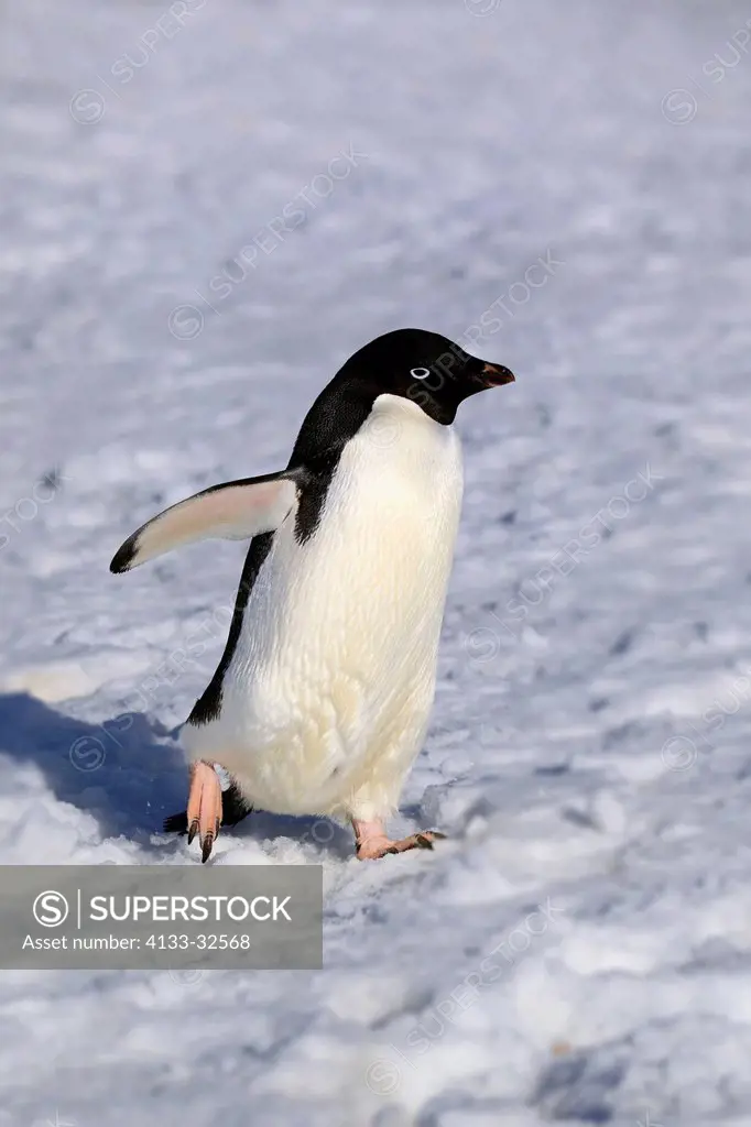 Adelie Penguin, (Pygoscelis adeliae), Antarctica, Half Moon Island, adult walking in snow