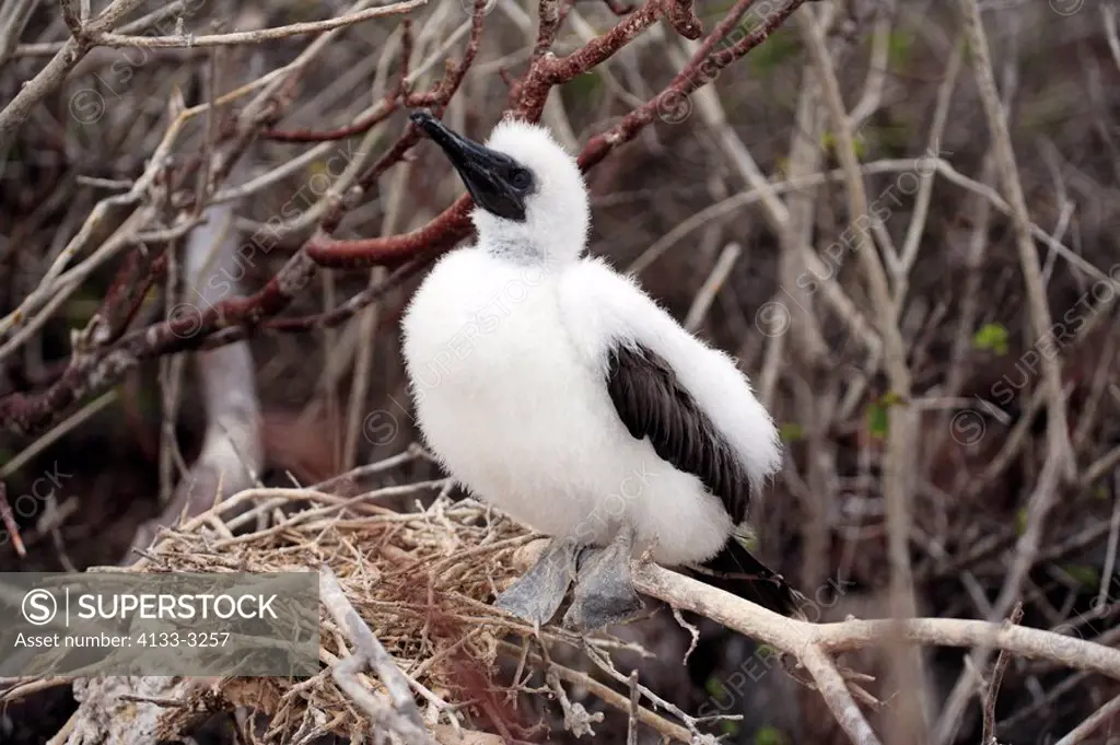 Red Footed Booby,Sula sula,Galapagos Islands,Ecuador,young bird,at nest,on tree