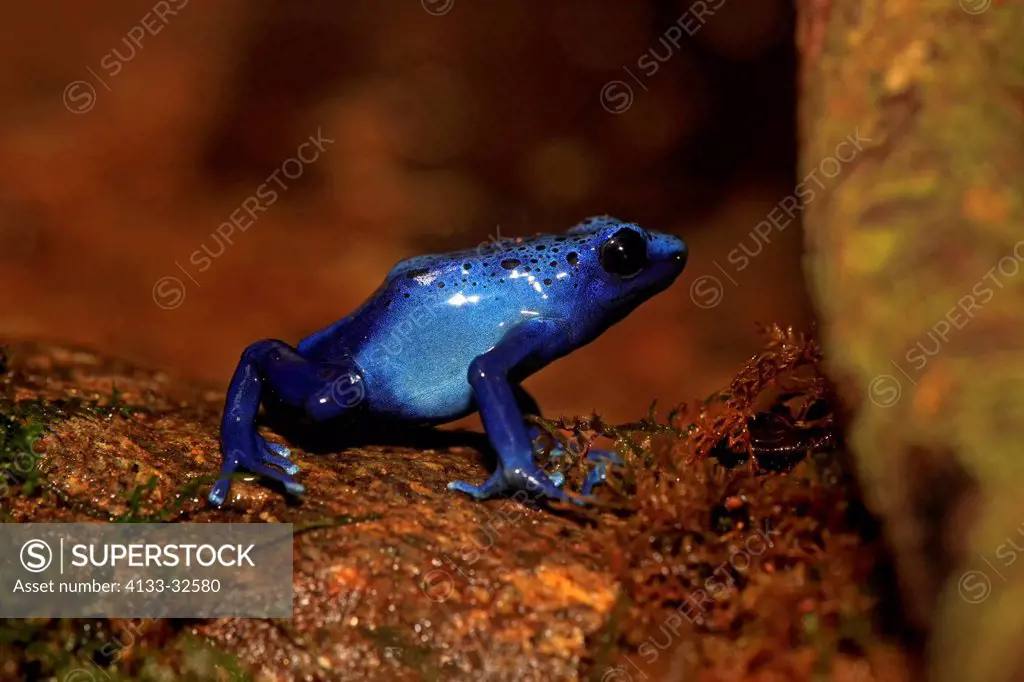 Blue poison dart frog, (Dendrobates tinctorius), South America, on shore