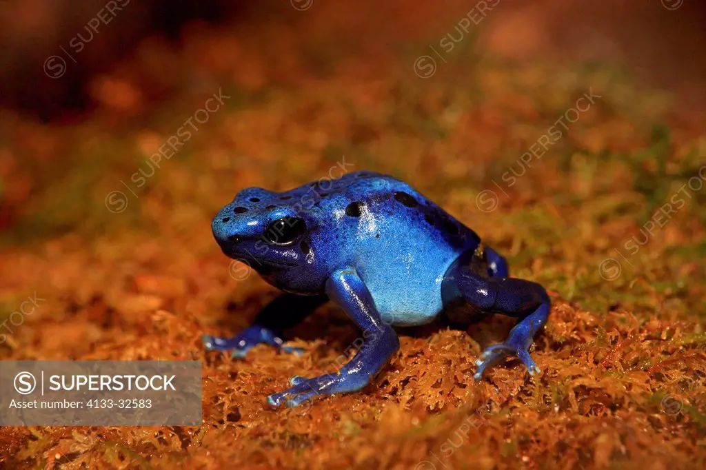 Blue poison dart frog, (Dendrobates tinctorius), South America, on shore
