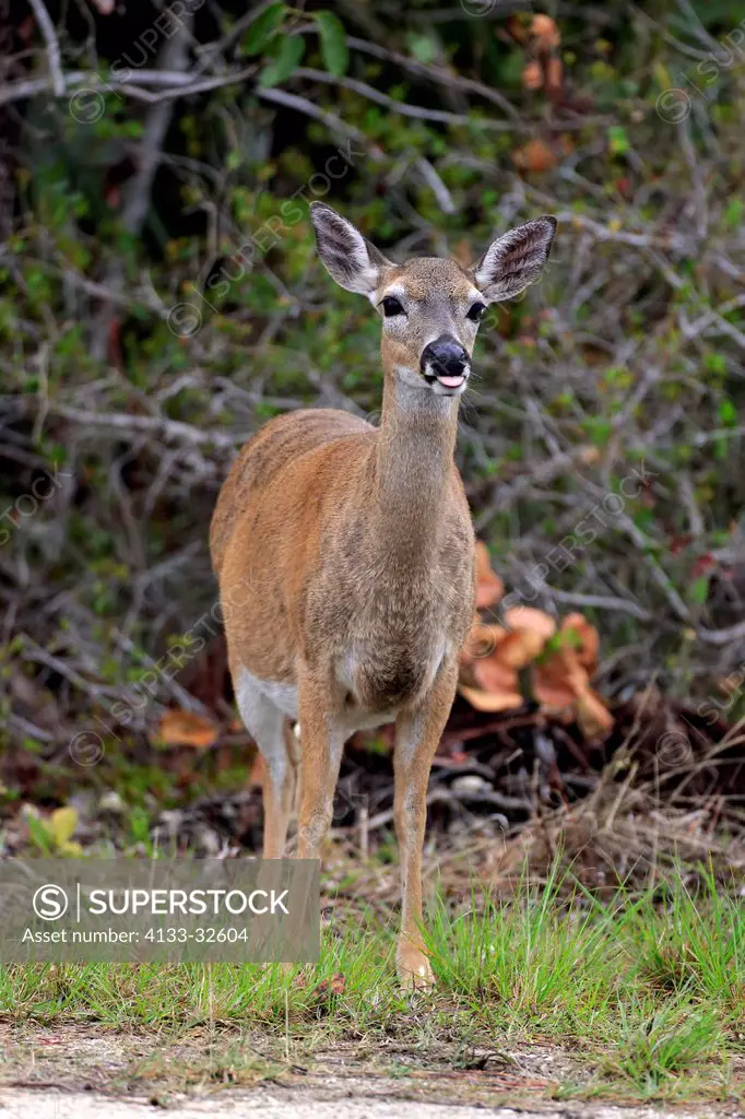 Key Deer, (Odocoileus virginianus clavium), National Key Deer Refuge, Florida, North America, USA, adult female