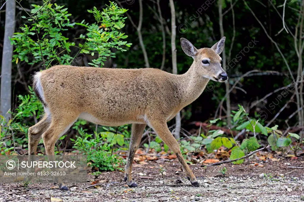 Key Deer, (Odocoileus virginianus clavium), National Key Deer Refuge, Florida, North America, USA, adult female