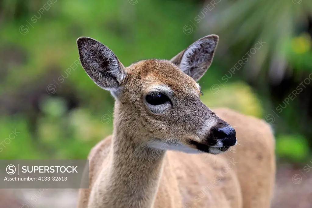 Key Deer, (Odocoileus virginianus clavium), National Key Deer Refuge, Florida, North America, USA, adult female portrait