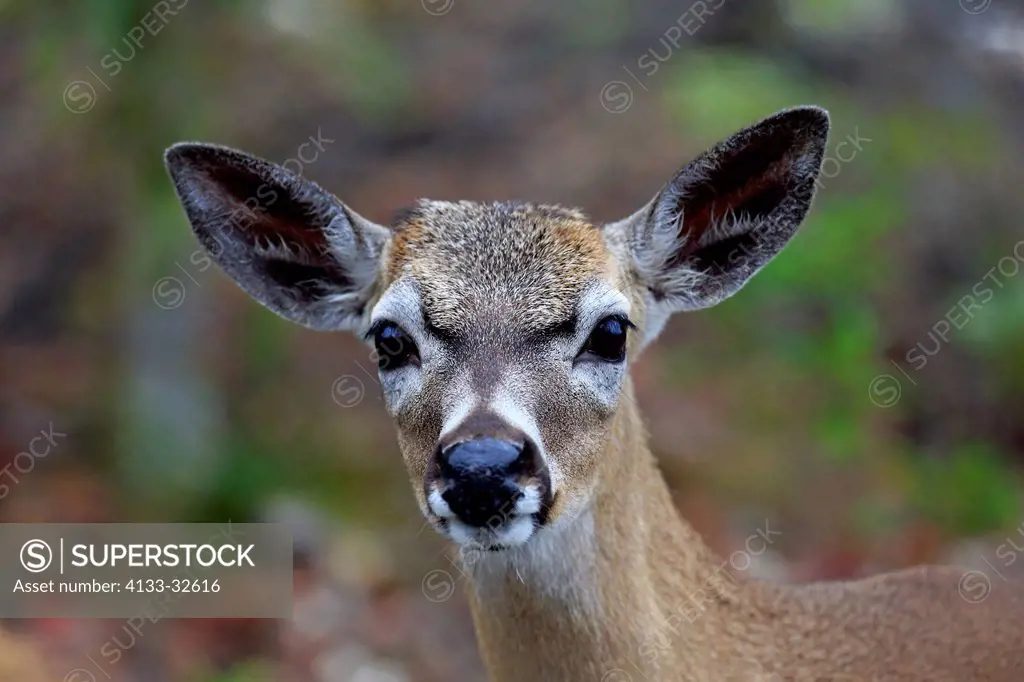 Key Deer, (Odocoileus virginianus clavium), National Key Deer Refuge, Florida, North America, USA, adult female portrait