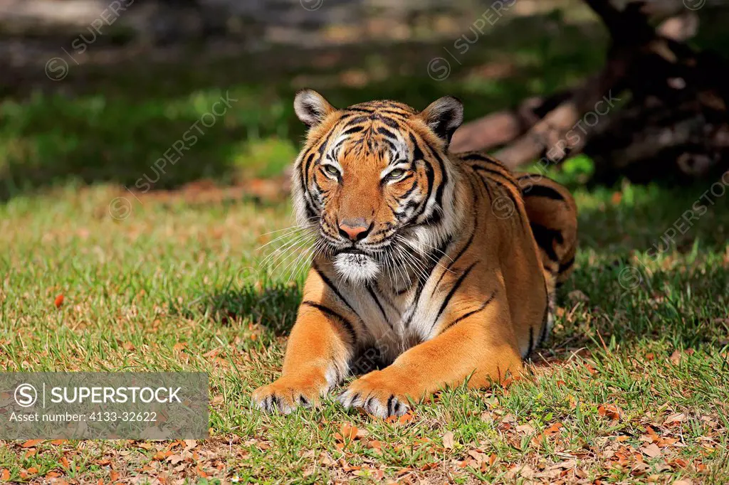 Indian Tiger, (Panthera tigris tigris), India, Asia, adult portrait resting