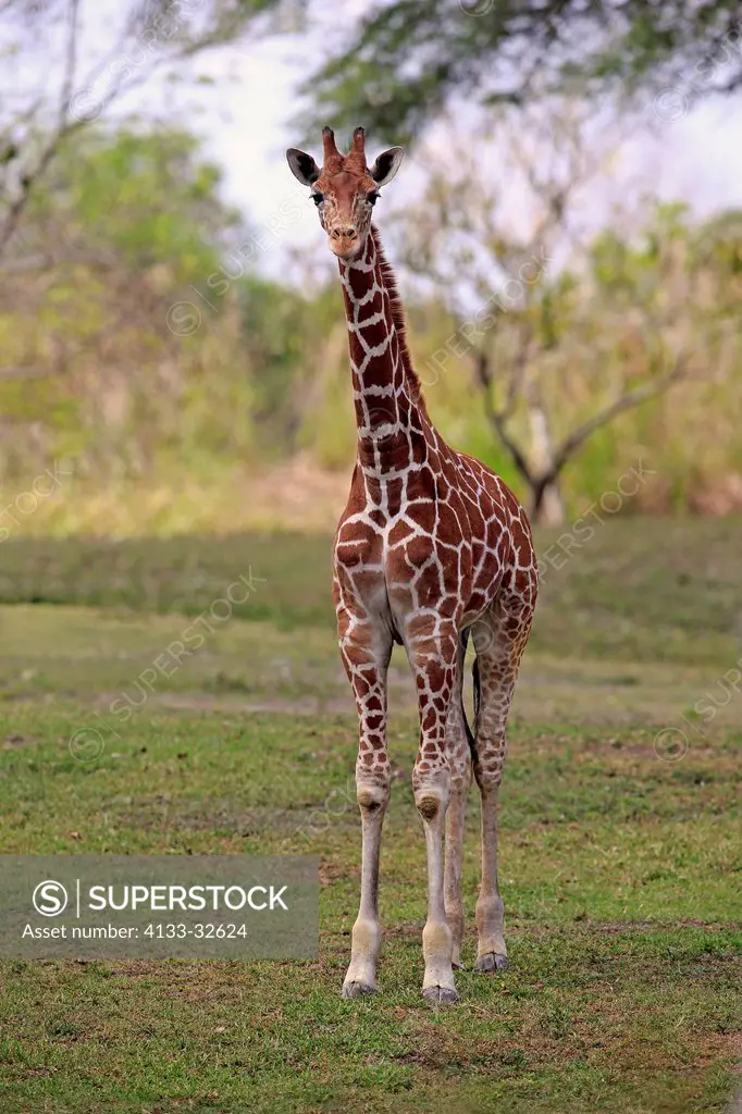 Reticulated Giraffe, (Giraffa camelopardalis reticulata), Africa, adult