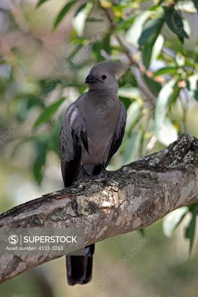 Grey Lourie,Corythaixoides concolor,Kruger Nationalpark,South Africa,Africa,adult on tree