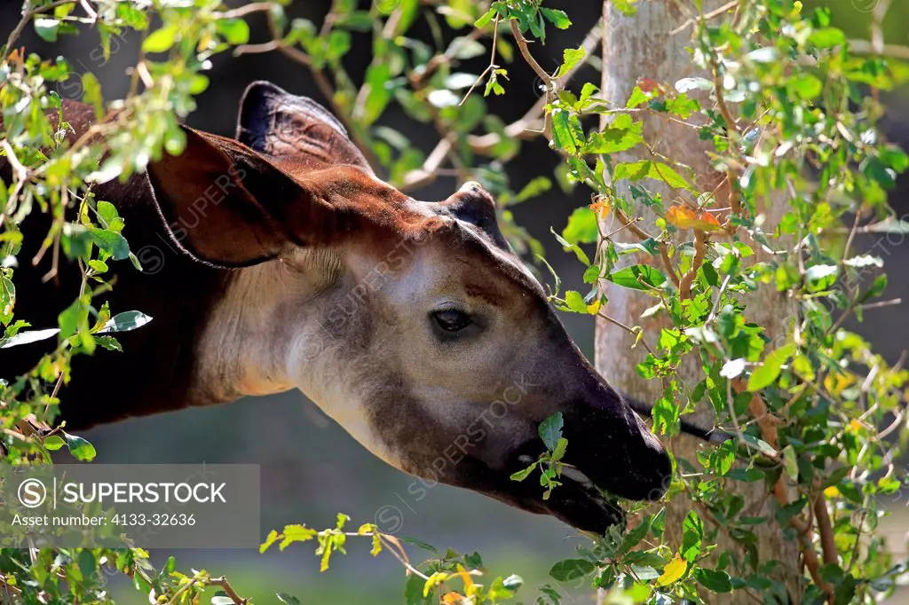 Okapi, (Okapia johnstoni), Africa, adult feeding portrait