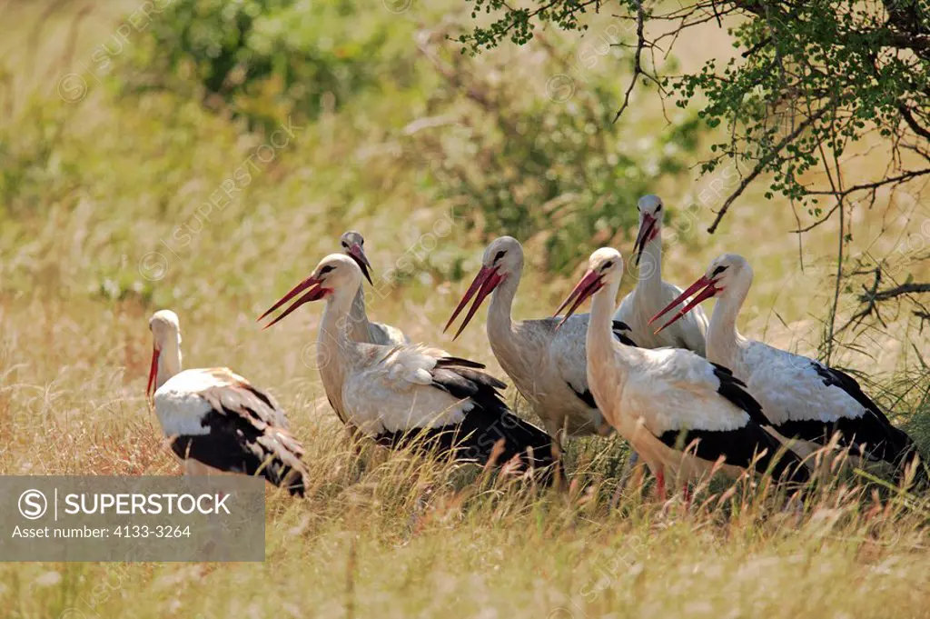 White Stork,Ciconia ciconia,Kruger Nationalpark,South Africa,Africa,group searching for food
