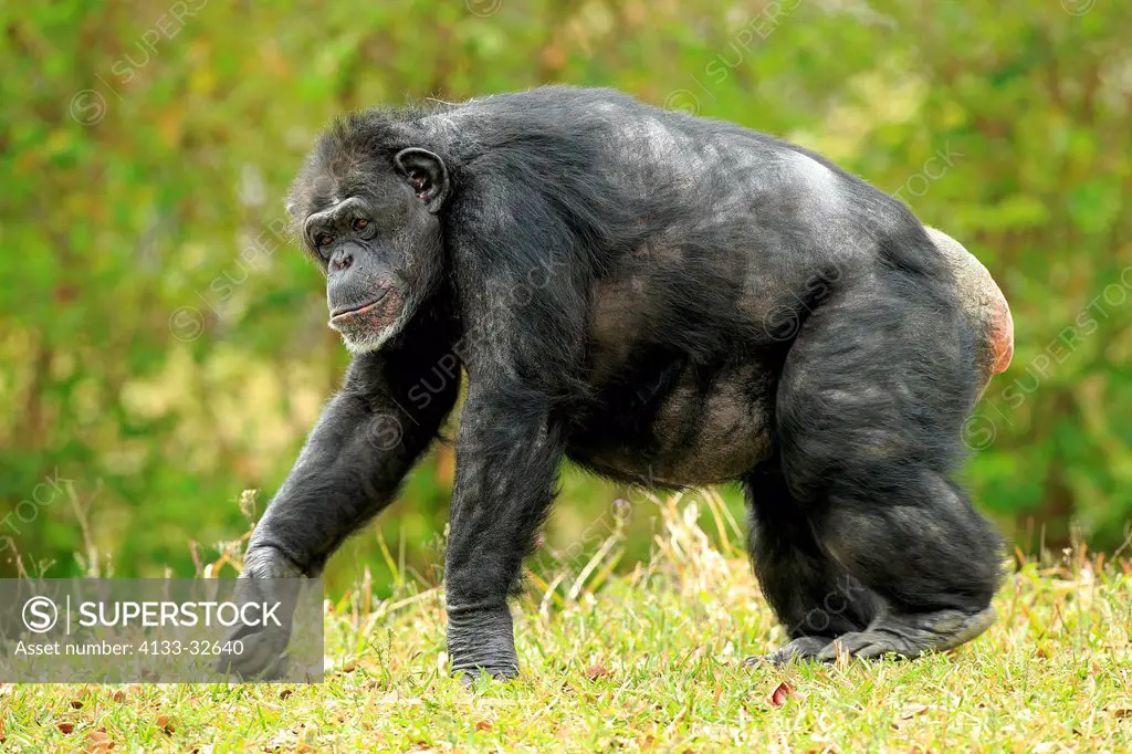 Chimpanzee, (Pan troglodytes troglodytes), Africa, adult female