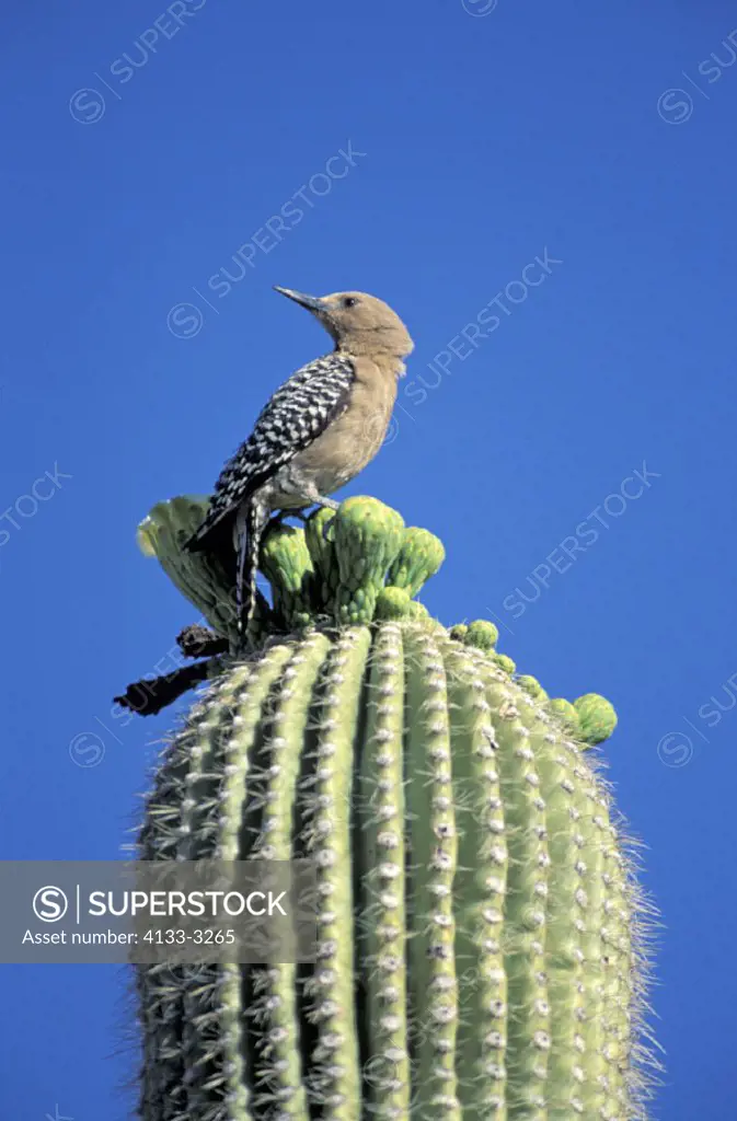 Gila Woodpecker , Melanerpes uropygialis , Arizona , USA , America , adult  on saguaro cactus at breeding cave