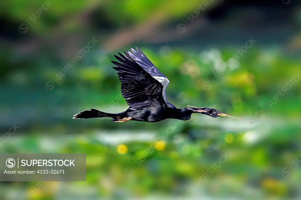 Anhinga, (Anhinga anhinga), Wakodahatchee Wetlands, Delray Beach, Florida, USA, Northamerica, adult flying