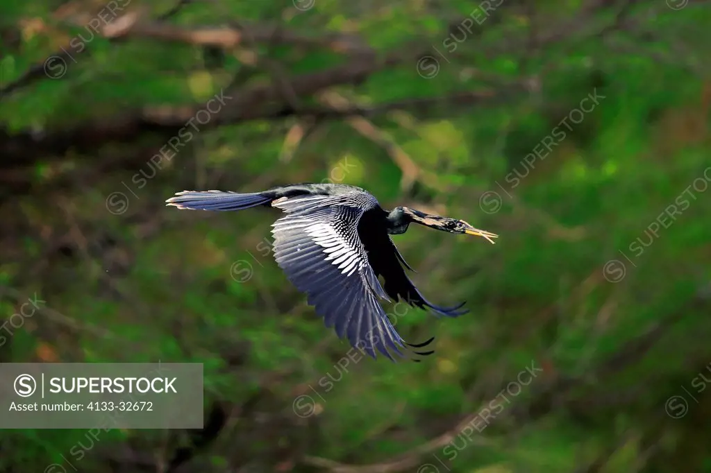 Anhinga, (Anhinga anhinga), Wakodahatchee Wetlands, Delray Beach, Florida, USA, Northamerica, adult flying in breeding plumage with nesting material