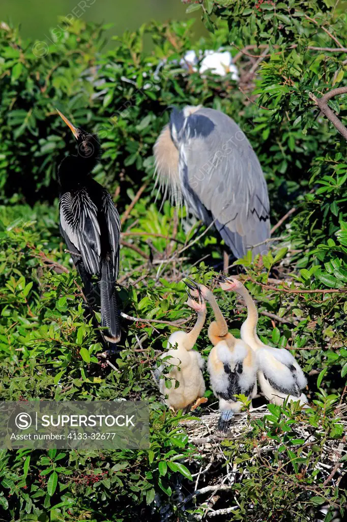 Anhinga, (Anhinga anhinga), Venice Rookery, Venice, Florida, USA, Northamerica, adult with three youngs at nest begging for food