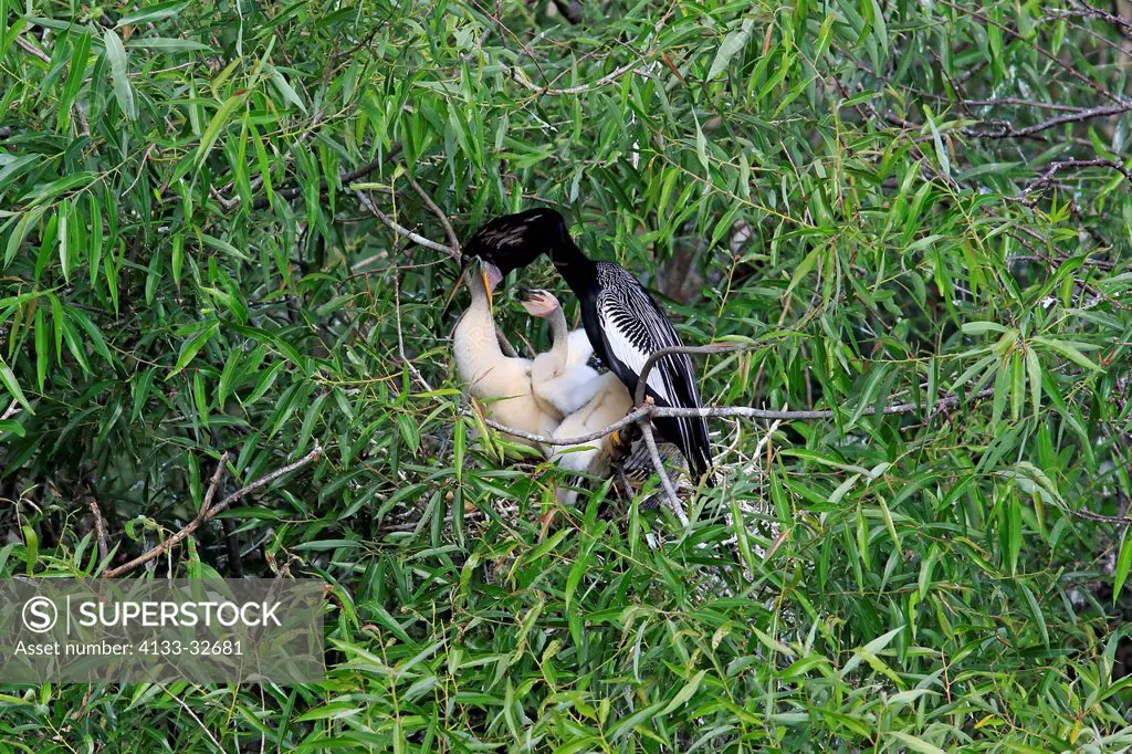 Anhinga, (Anhinga anhinga), Wakodahatchee Wetlands, Delray Beach, Florida, USA, Northamerica, adult with young on nest feeding