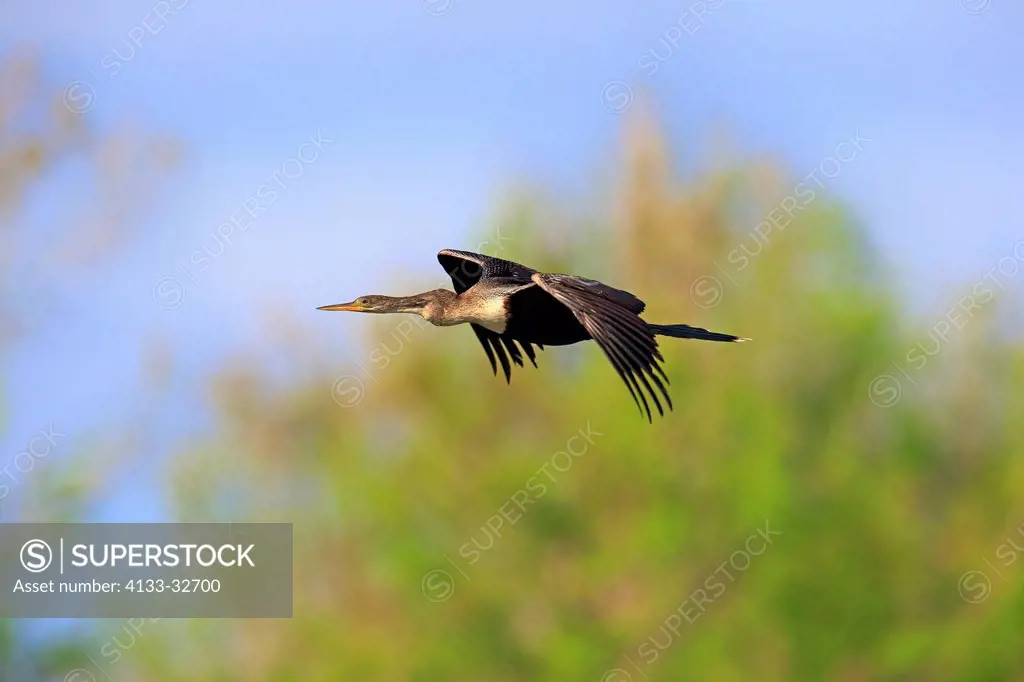 Anhinga, (Anhinga anhinga), Wakodahatchee Wetlands, Delray Beach, Florida, USA, Northamerica, adult female flying