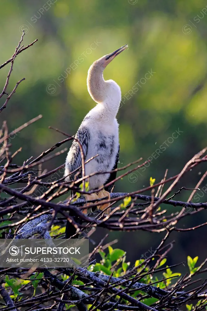 Anhinga, (Anhinga anhinga), Wakodahatchee Wetlands, Delray Beach, Florida, USA, Northamerica, young on tree