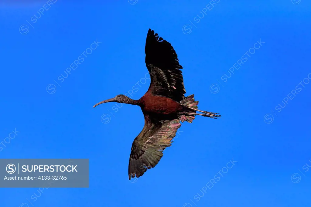 Glossy Ibis, (Plegadis falcinellus), Sanibel Island, Florida, USA, Northamerica, adult flying