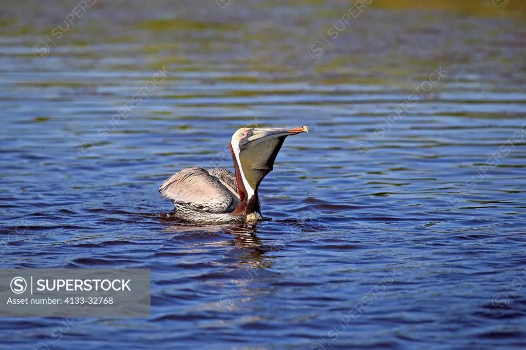Brown Pelican, (Pelecanus occidentalis), Sanibel Island, Florida, USA, Northamerica, adult in water with prey