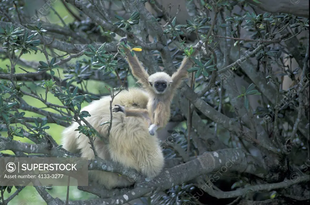 White Handed Gibbon , Hylobates lar , Asia , adult with young