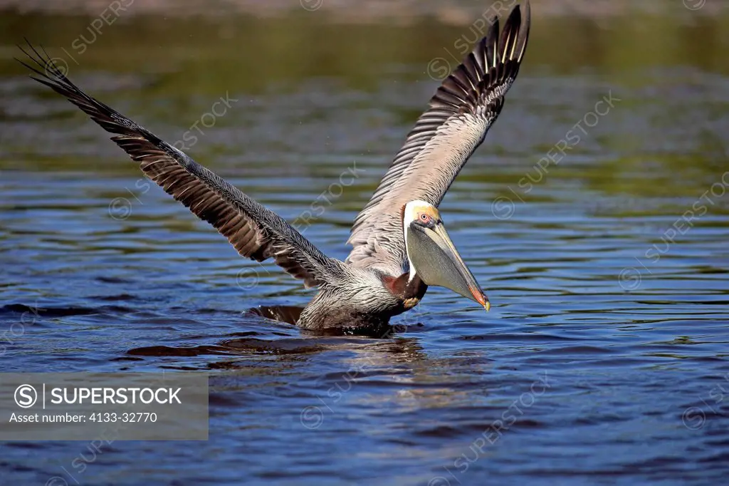 Brown Pelican, (Pelecanus occidentalis), Sanibel Island, Florida, USA, Northamerica, adult in water starts flying