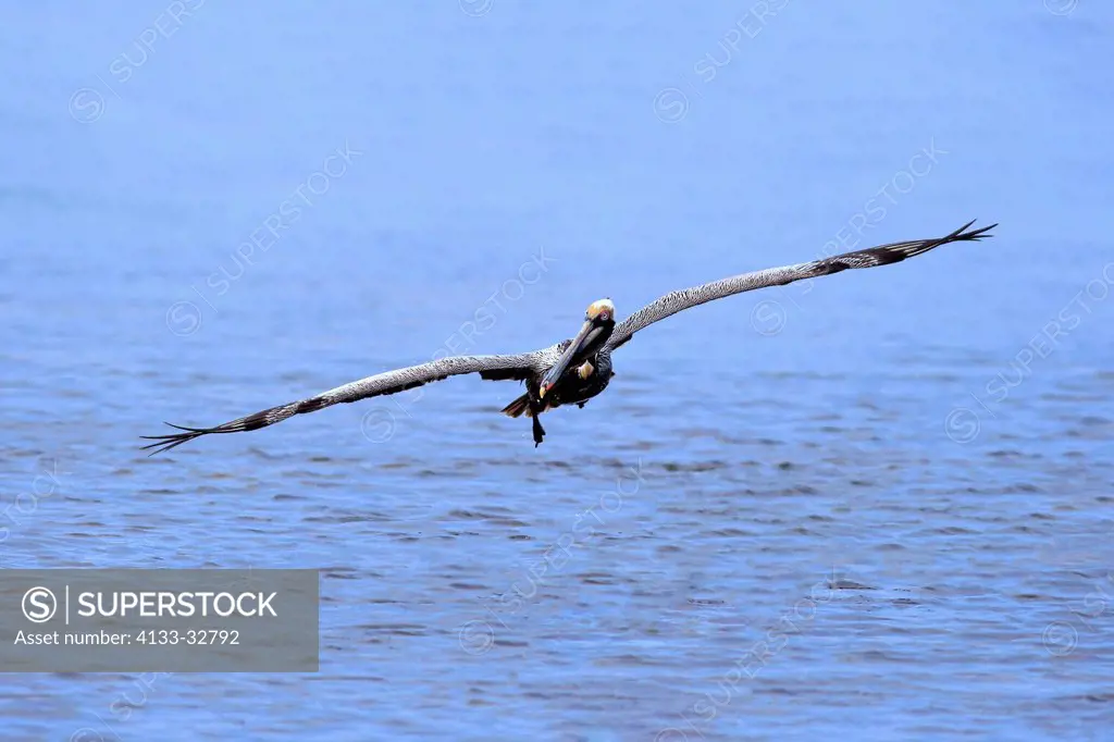 Brown Pelican, (Pelecanus occidentalis), Sanibel Island, Florida, USA, Northamerica, adult flying